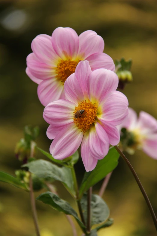 a couple of pink flowers sitting on top of a lush green field, pink bees, paul barson, dahlias, photograph