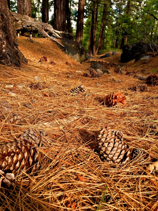 a forest filled with lots of pine cones, inspired by Andy Goldsworthy, unsplash, land art, yosemite, debris on the ground, today\'s featured photograph 4k, slide show