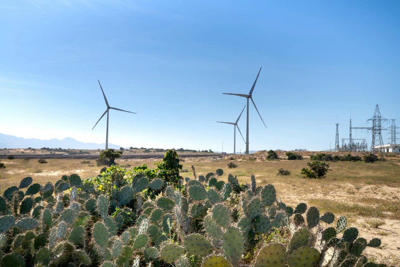 a field of cactus plants with wind turbines in the background, pexels contest winner, marbella landscape, avatar image, jamaica, slide show