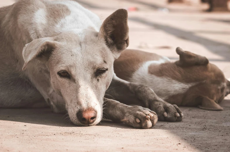 a dog laying on the ground next to another dog, pexels contest winner, on an indian street, warm shading, ”ultra realistic, australian