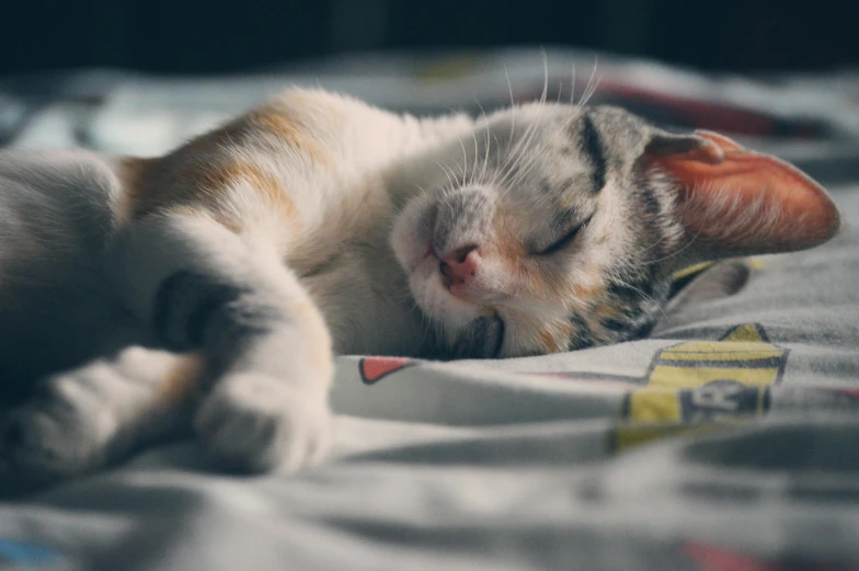 a close up of a cat sleeping on a bed, pexels contest winner, smileeeeeee, aaaaaaaaaaaaaaaaaaaaaa, ilustration, calico