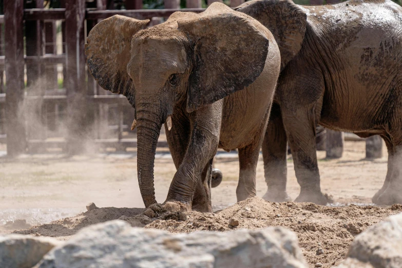 a couple of elephants that are standing in the dirt, pexels contest winner, zoo, covered in sand, brown, embarrassing