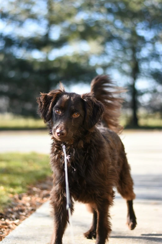 a brown dog walking down a sidewalk with a leash, a portrait, unsplash, renaissance, extremely windy, low quality photo, animation, aussie