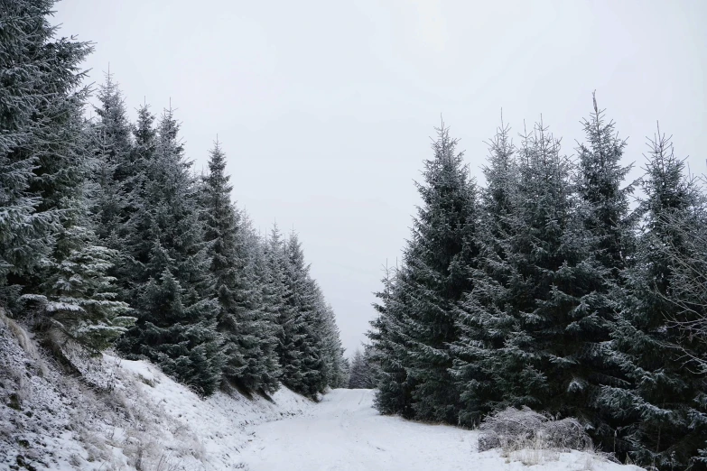 a man riding a snowboard down a snow covered slope, an album cover, inspired by Thomas Struth, pexels, hurufiyya, forest plains of north yorkshire, fir trees, grey, in scotland