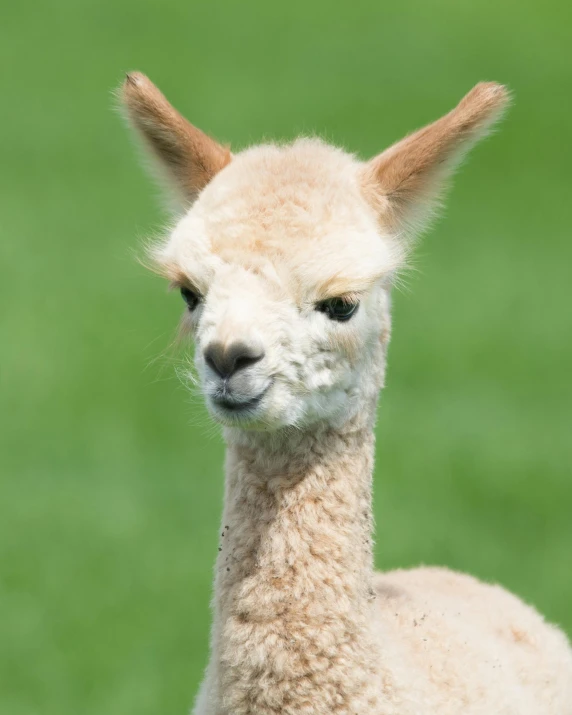 a baby llama standing on top of a lush green field, trending on unsplash, arabesque, square face, made of wool, 2070, extremely pale