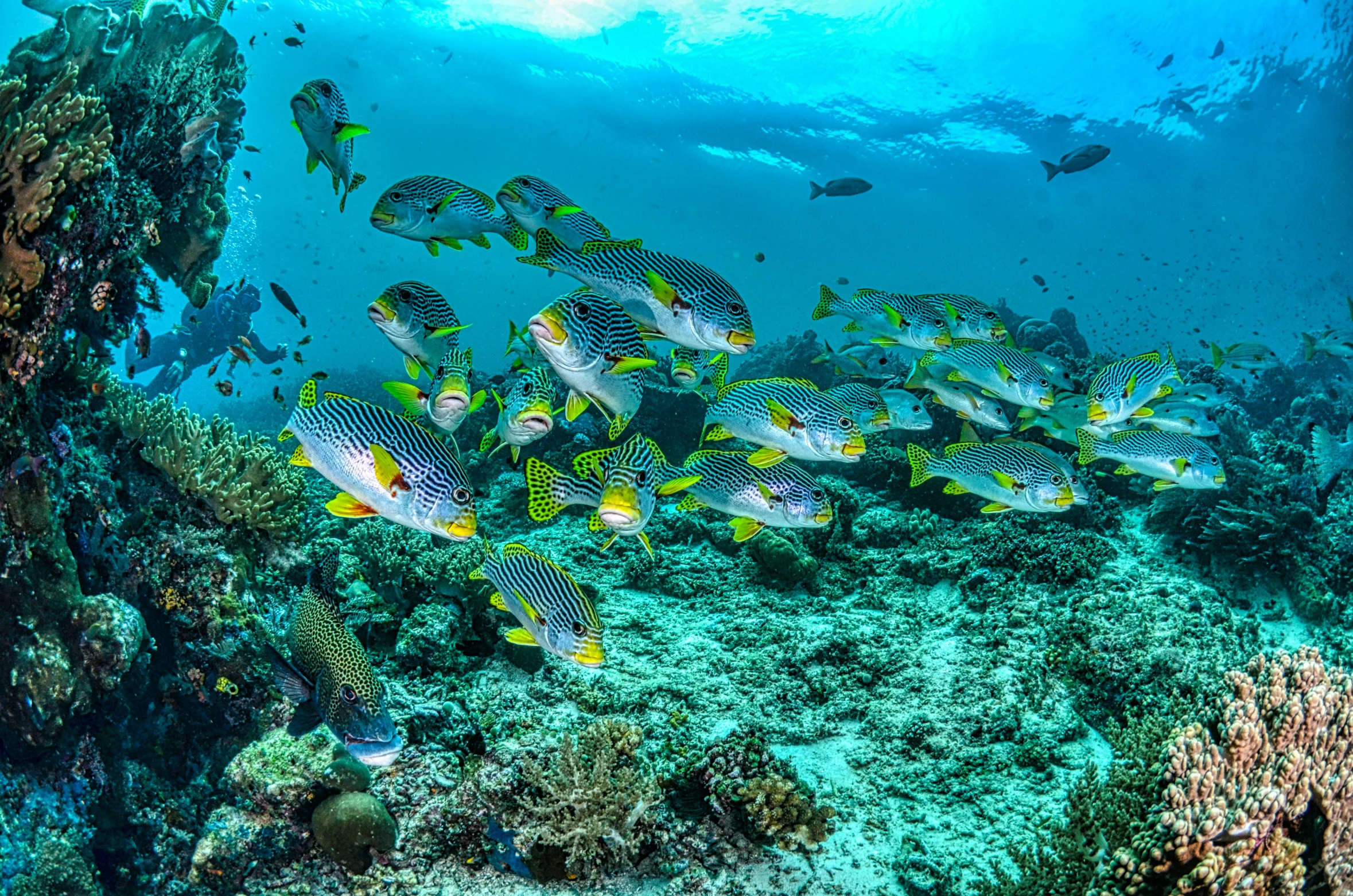 a group of fish that are swimming in the water, coral reefs, shot on nikon z9, 🦩🪐🐞👩🏻🦳, conde nast traveler photo