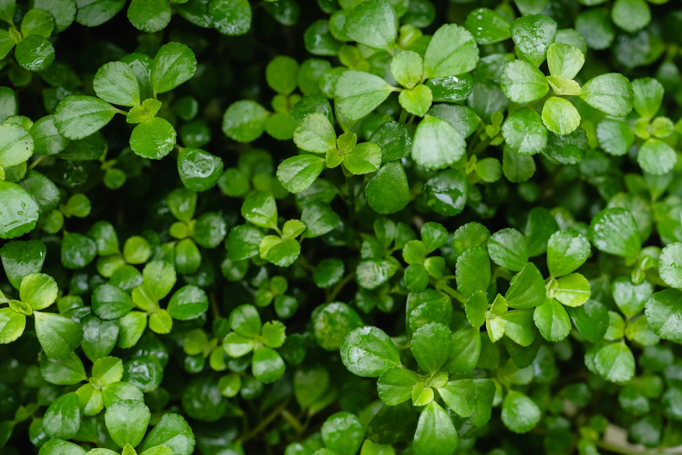 a close up of a plant with green leaves, background full of lucky clovers, dezeen, newts, green floor