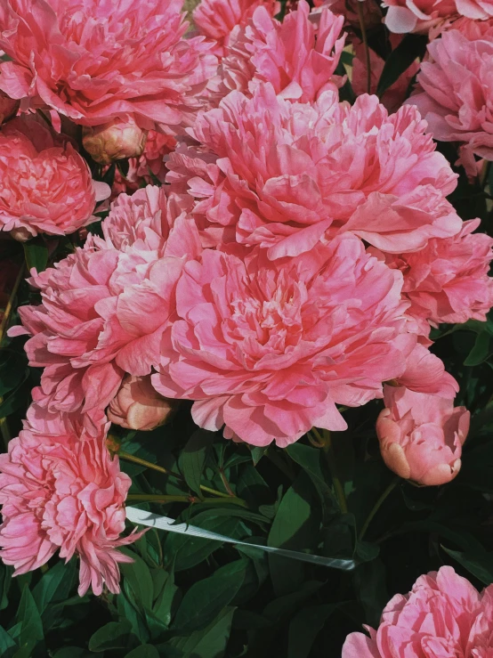 a close up of a bunch of pink flowers, award-winning crisp details”, many peonies, intense shading, poofy