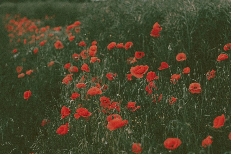 a field filled with lots of red flowers, an album cover, pexels contest winner, vintage color, lightweight, poppy, medium format