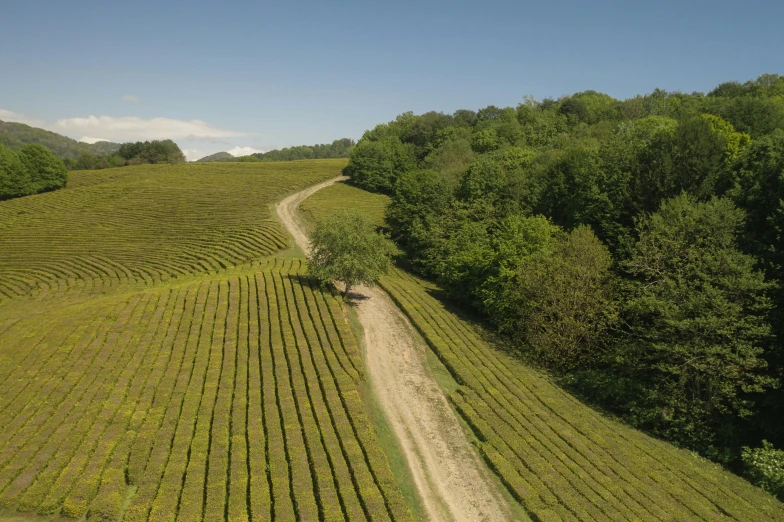 a dirt road running through a lush green field, by Cedric Peyravernay, pexels contest winner, land art, tea, wine, linden trees, on a hill