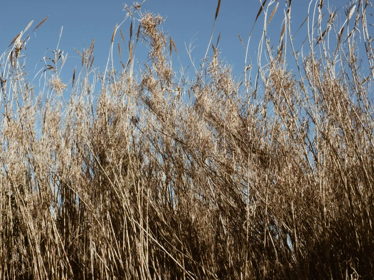 a fire hydrant sitting in the middle of a field of tall grass, by Nathalie Rattner, visual art, tall grown reed on riverbank, blue, seen from below, willows