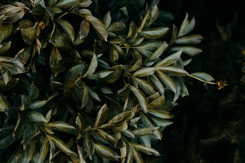 a close up of a plant with green leaves, by Carey Morris, trending on pexels, hurufiyya, muted brown, myrtle, dark, made of leaves