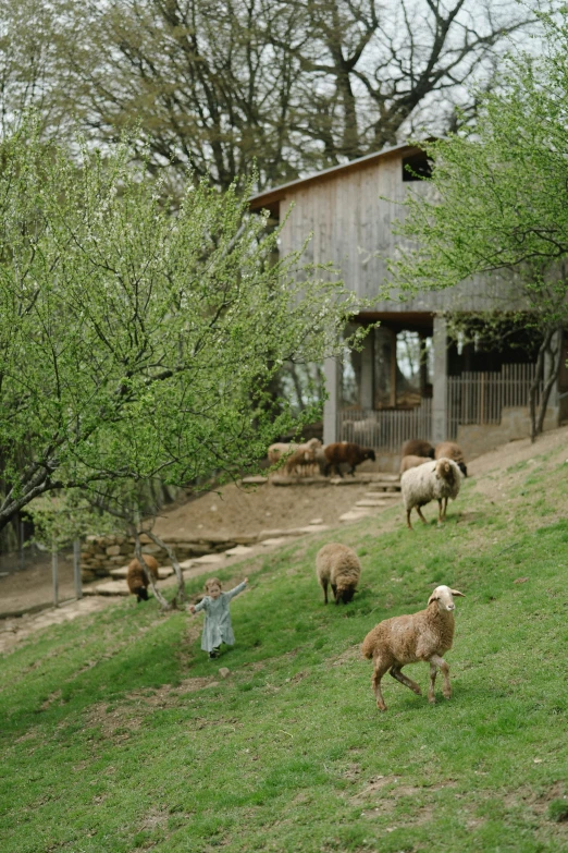 a herd of sheep grazing on a lush green hillside, unsplash, renaissance, a barn at an iowan farm, girl and a goat, around tree babies running, exterior shot