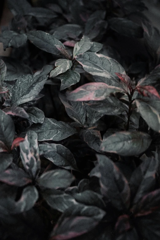 a close up of a plant with dark leaves, an album cover, inspired by Elsa Bleda, trending on unsplash, baroque, palette is black violet gray red, basil, pink mist, few overgrown plants