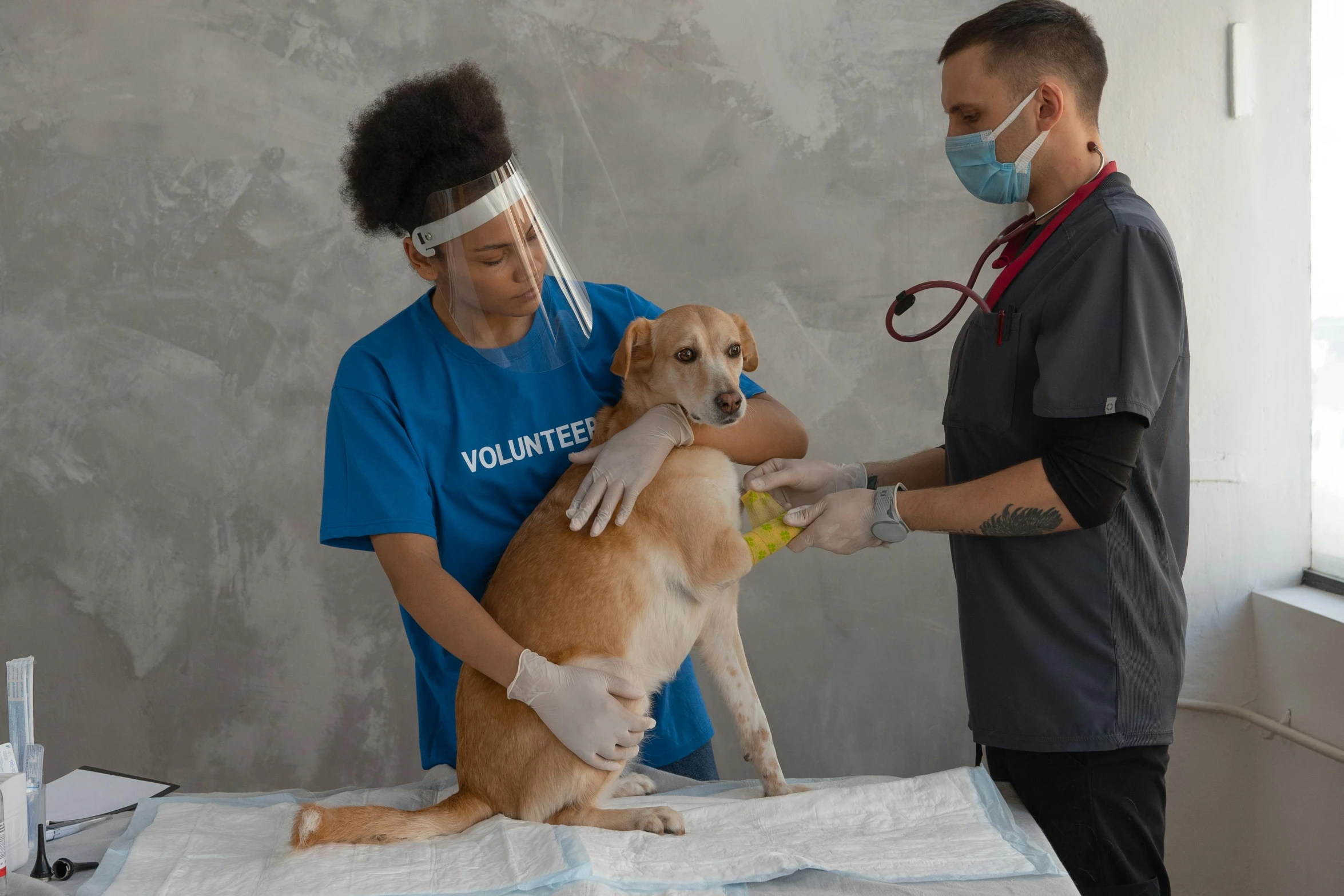 a dog is being examined by a vet, pexels contest winner, on grey background, blue, impactful, relief