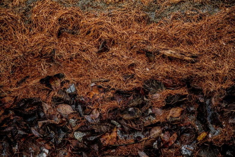 a red fire hydrant sitting on top of a pile of leaves, an album cover, inspired by Patrick Dougherty, environmental art, moist brown carpet, texture pack, ignant, stacked image