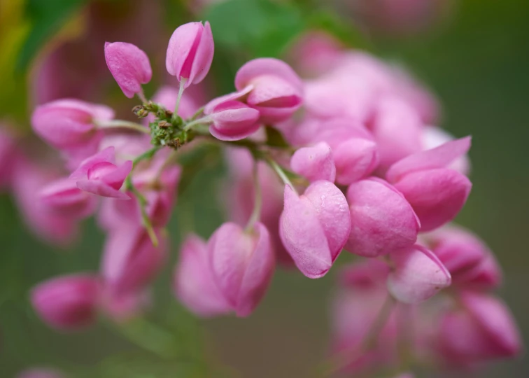 a close up of a bunch of pink flowers, a macro photograph, inspired by Edwin Dickinson, unsplash, renaissance, sweet acacia trees, today\'s featured photograph 4k, multicoloured, spring early