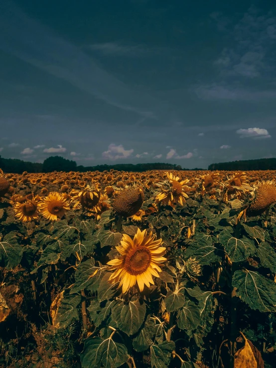 a field of sunflowers under a blue sky, inspired by Elsa Bleda, unsplash contest winner, renaissance, shades of aerochrome gold, 🌻🎹🎼, late summer evening, grey