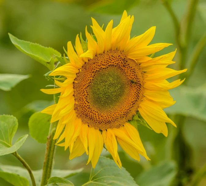 a close up of a sunflower in a field, by Jan Tengnagel, pexels contest winner, yellow and greens, grey, looking happy, slide show