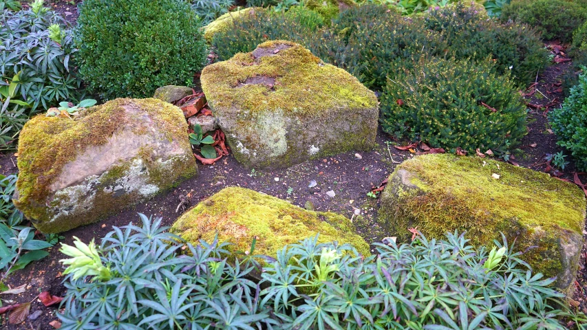 a garden filled with lots of green plants and rocks, a photo, inspired by Saneatsu Mushanokōji, large rocks with thick moss, taken in the late 2000s, megalithic, autum garden