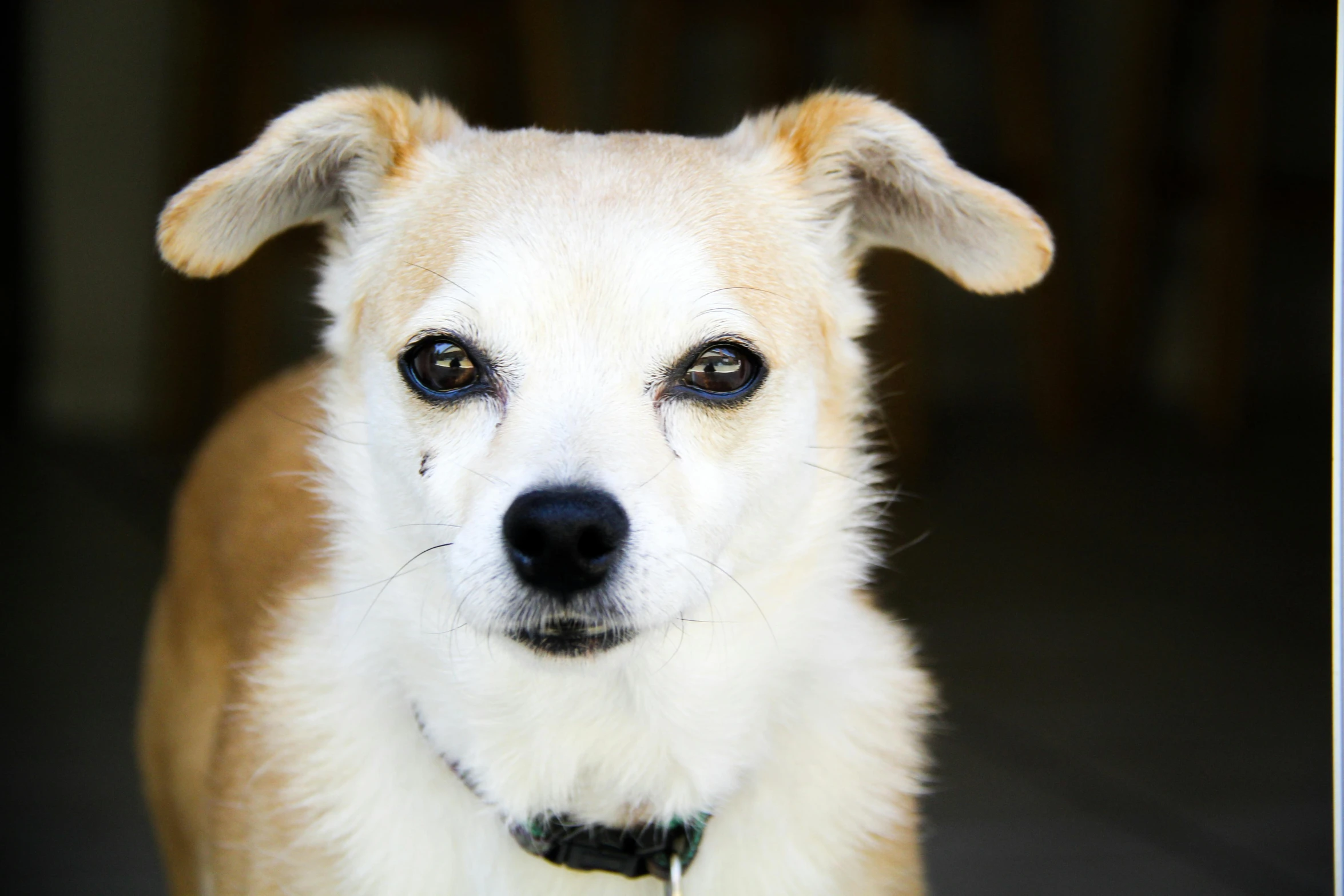 a close up of a dog looking at the camera, a portrait, by Robbie Trevino, pexels contest winner, small blond goatee, looking old, jack russel dog, mixed medias