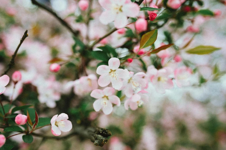 a bunch of white and pink flowers on a tree, trending on pexels, background image, instagram post, apple, 中 元 节