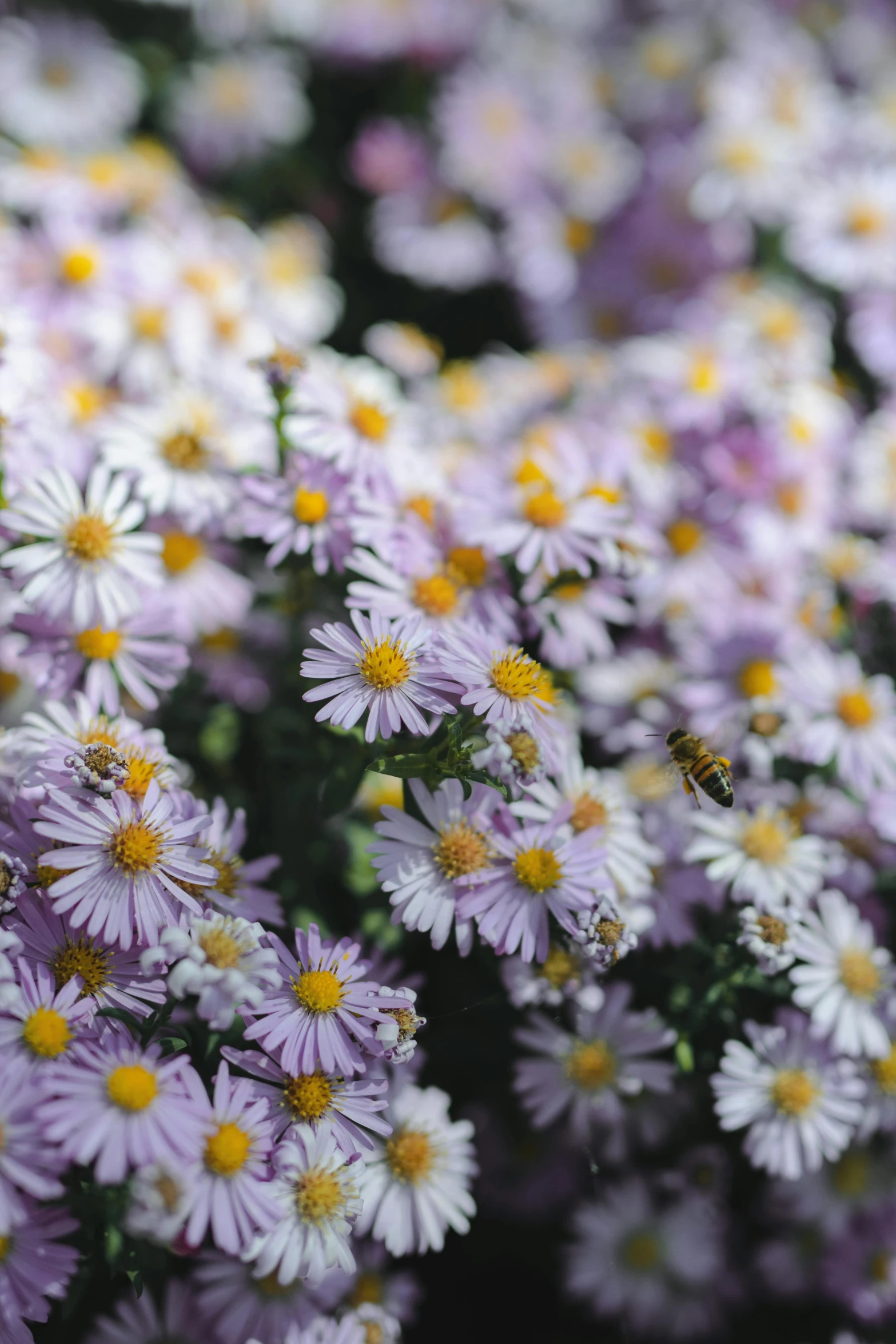 a bunch of purple flowers with yellow centers, hives, daisies, zoomed out to show entire image, busy