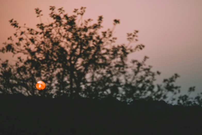 the sun is setting behind a tree with no leaves, pexels contest winner, blurry distant background, pink moon, 2019 trending photo, during an eclipse