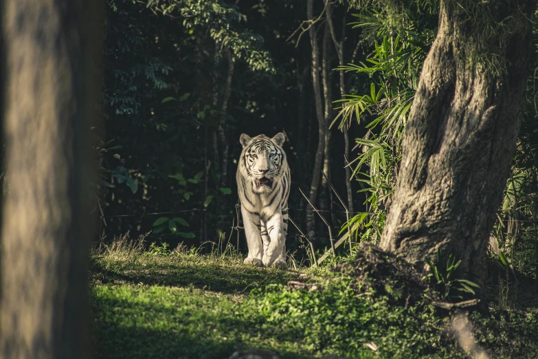 a white tiger walking through a lush green forest, pexels contest winner, sydney park, hunting, tamborine, standing straight