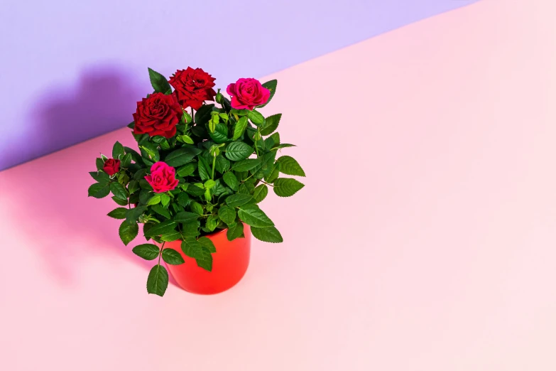 a red flower pot sitting on top of a pink and blue surface, by Julia Pishtar, unsplash, red neon roses, fragrant plants, cupid, purple and scarlet colours