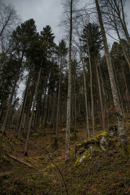 a forest filled with lots of tall trees, by Tobias Stimmer, unsplash, taken with sony alpha 9, black forest, ((trees))