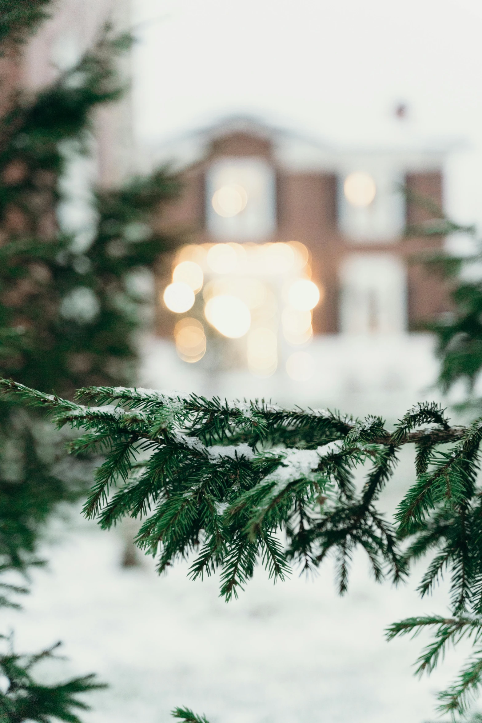 a close up of a tree branch in the snow, by Jesper Knudsen, trending on unsplash, archways made of lush greenery, new england architecture, festive atmosphere, profile image