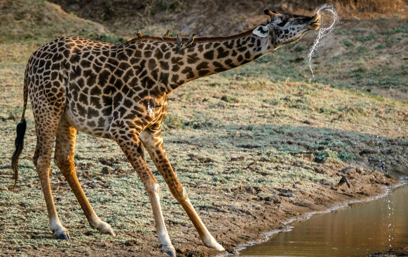 a giraffe standing next to a body of water, filling with water, eating, effervescent, up-close