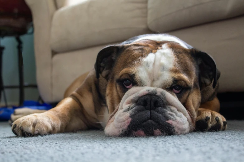 a dog laying on the floor in front of a couch, pexels contest winner, wrinkled face, grumpy, beefy, rugs