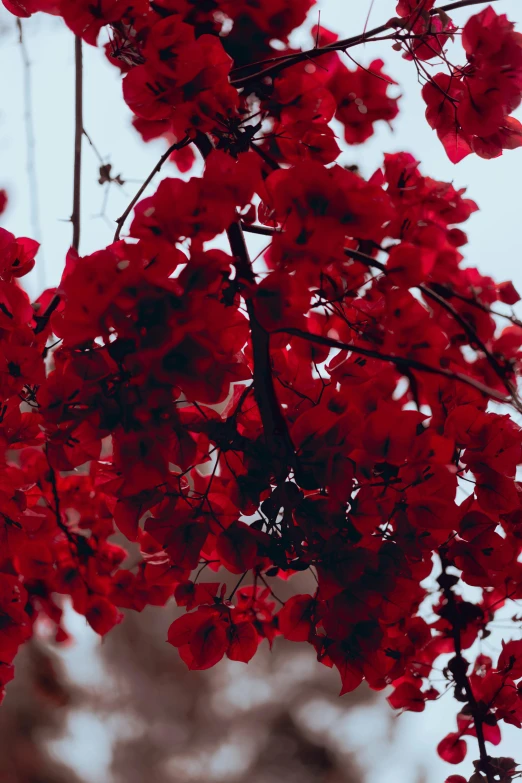 a bunch of red flowers hanging from a tree, inspired by Elsa Bleda, unsplash contest winner, shades of aerochrome, 4k detail post processing, red - black, festivals