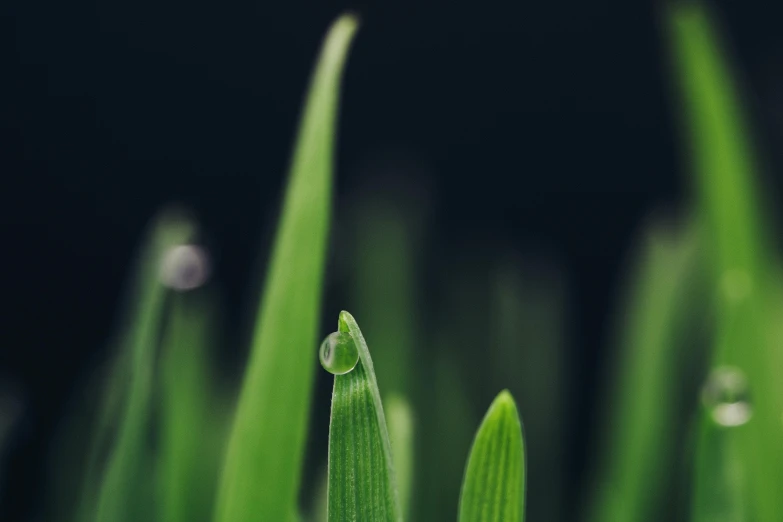 a close up of some grass with water droplets, trending on pexels, on a dark background, sprouting, multiple stories, pale green glow