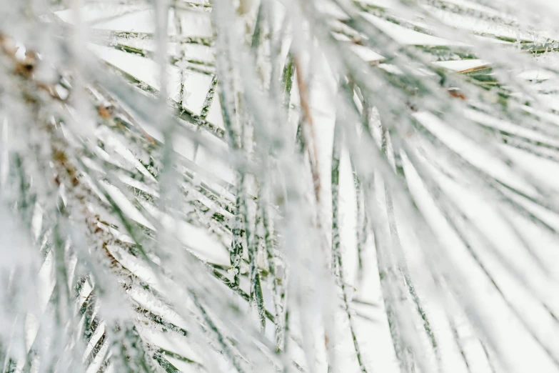 a close up of a snow covered pine tree, profile image