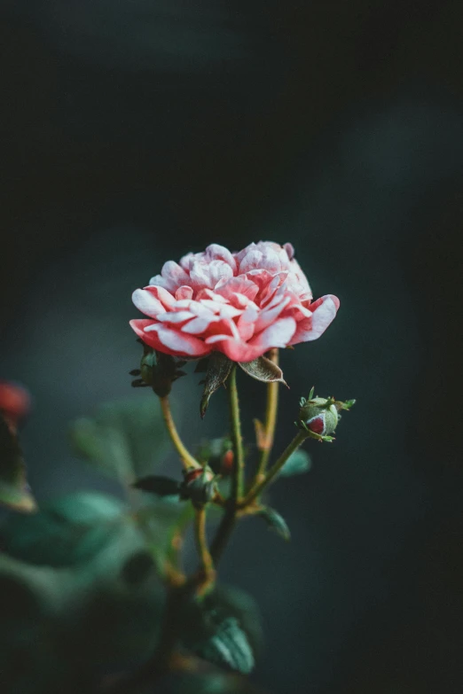 a pink rose sitting on top of a green plant, inspired by Elsa Bleda, unsplash, red and white flowers, dark. no text, small, battered