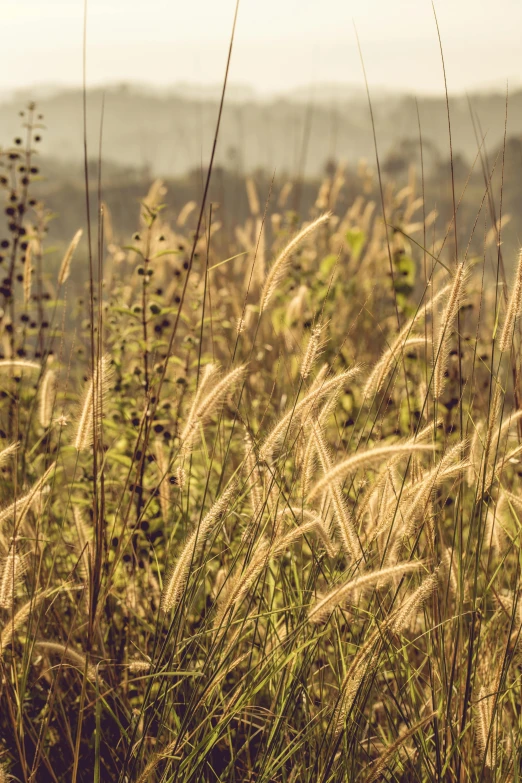 a field of tall grass with mountains in the background, flickr, romanticism, golden filter, savanna, soft backlighting, plants