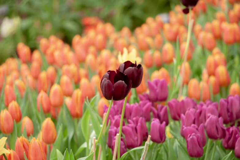 a field of purple and orange tulips, black and terracotta, tempting, a brightly coloured