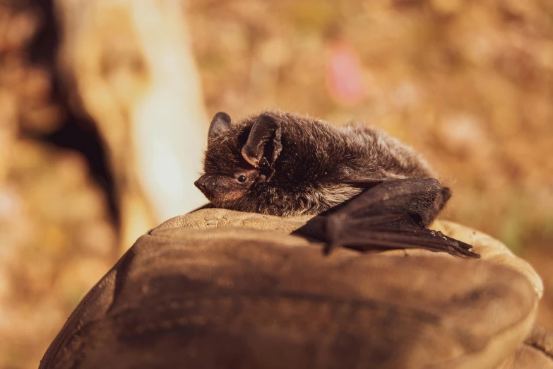 a close up of a small animal on a glove, pexels contest winner, hurufiyya, chiroptera ears, sitting on a log, nearly napping, bat