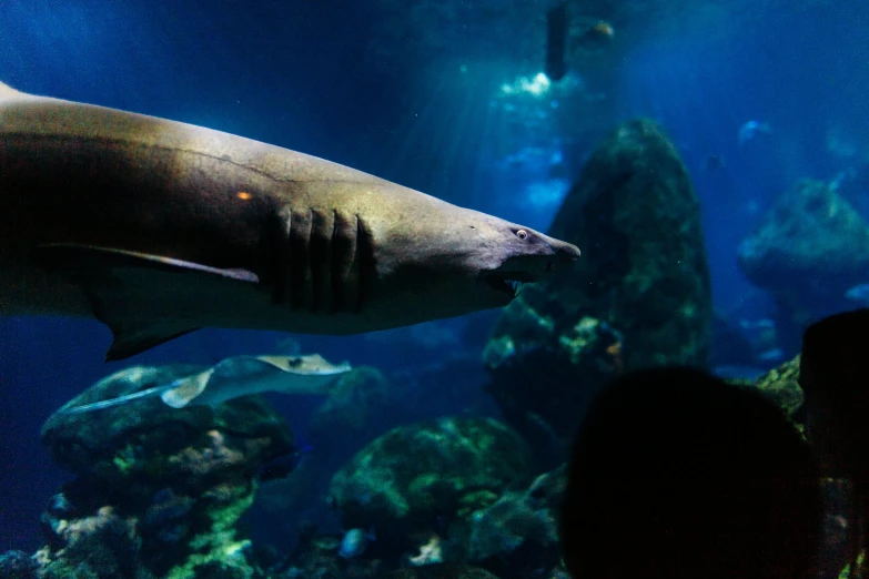 a group of people looking at a shark in an aquarium, pexels contest winner, ethereal eel, swimming through the ocean, manly, amanda clarke