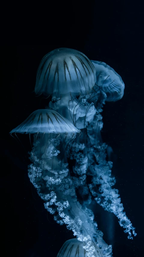 a group of jellyfish floating on top of a body of water, by Alison Geissler, moody blue lighting, slide show, black, aquarium