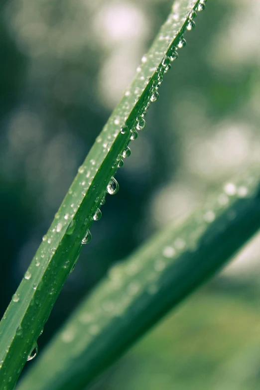 a close up of a blade of grass with water droplets, by Jan Rustem, unsplash, ilustration, paul barson, bamboo, evergreen