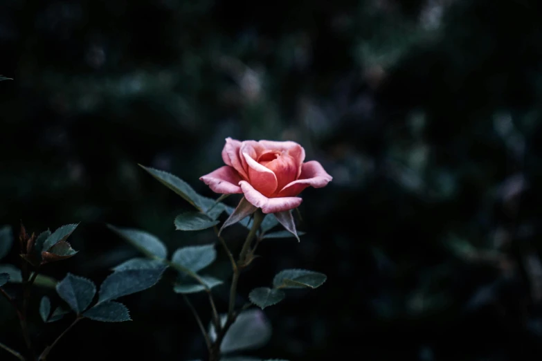 a single pink rose blooming in the dark, inspired by Elsa Bleda, unsplash, fan favorite, alessio albi, outdoor photo