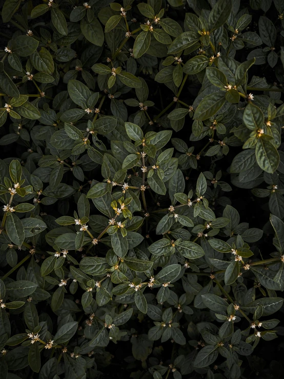 a fire hydrant sitting on top of a lush green plant, an album cover, inspired by Elsa Bleda, unsplash contest winner, dark flower pattern wallpaper, intricate hyperdetail macrophoto, shot on sony a 7 iii, gold speckles