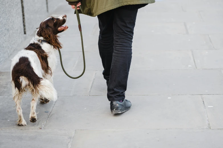 a person walking a dog on a leash, by Helen Stevenson, trending on unsplash, visual art, in london, head down, a green, cavalier king charles spaniel