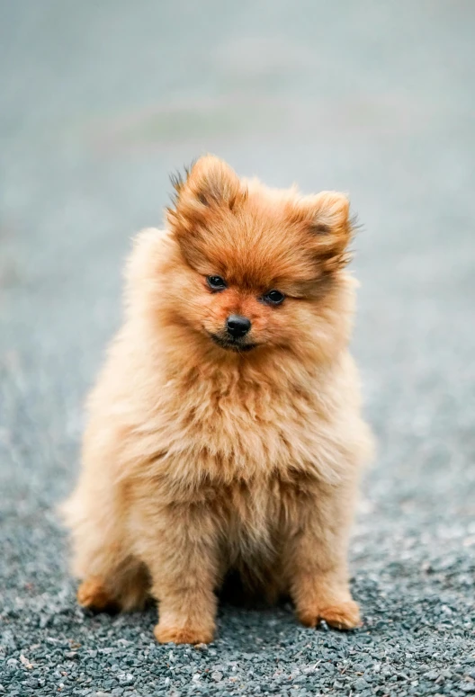 a small brown dog sitting in the middle of a road, by Julia Pishtar, trending on unsplash, pomeranian mix, square, puppies, fluffy''