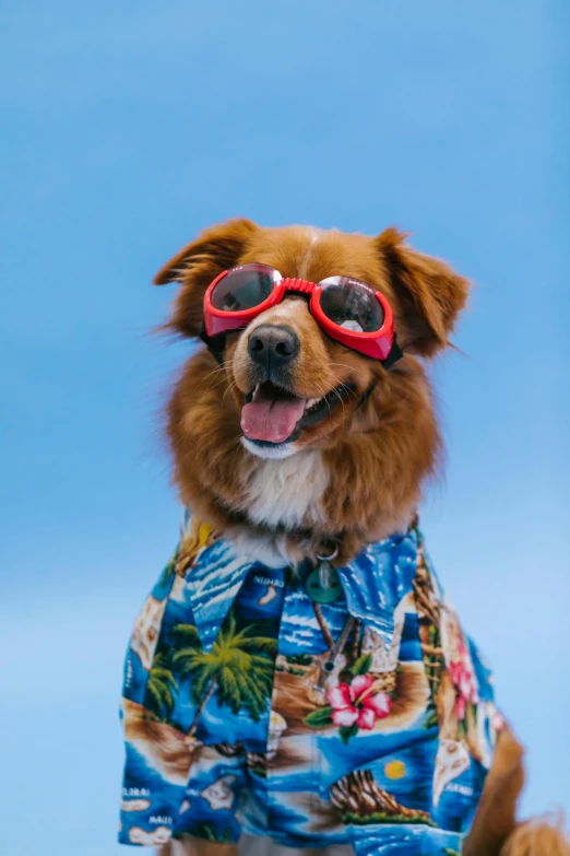 a dog wearing a hawaiian shirt and sunglasses, pexels contest winner, red brown and blue color scheme, wearing goggles, a still of a happy, california;