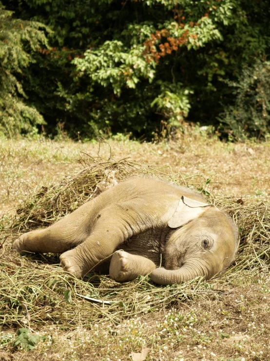 an elephant that is laying down in the grass, by Joe Stefanelli, shutterstock contest winner, sumatraism, hay, smol, passed out, laos